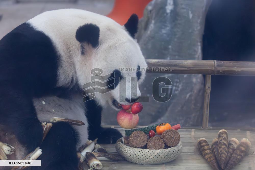 Giant Panda Celebrate Mid-Autumn Festival