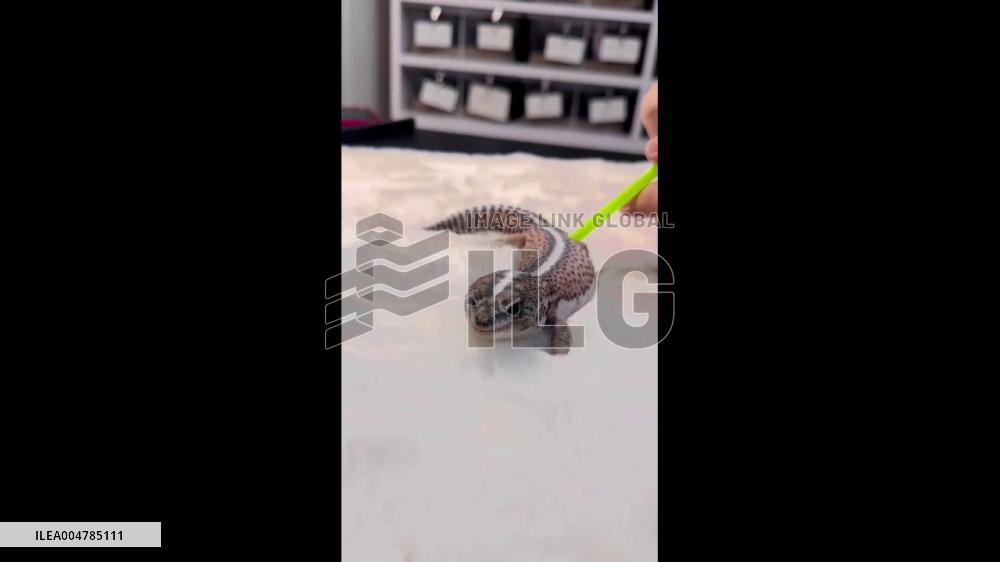 China: Owner Uses Straw to Help Lizard Shed Skin in Unique Way