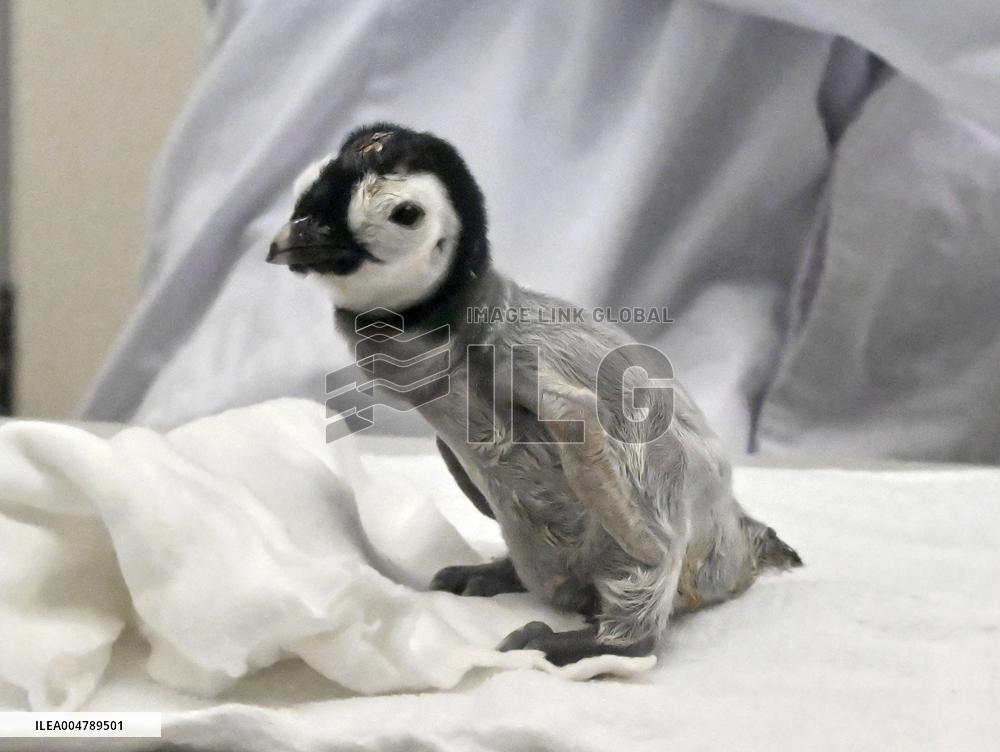 Baby emperor penguin at western Japan zoo