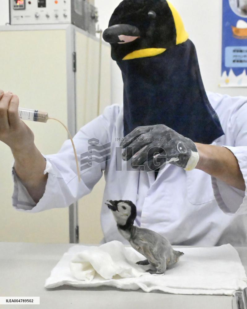 Baby emperor penguin at western Japan zoo