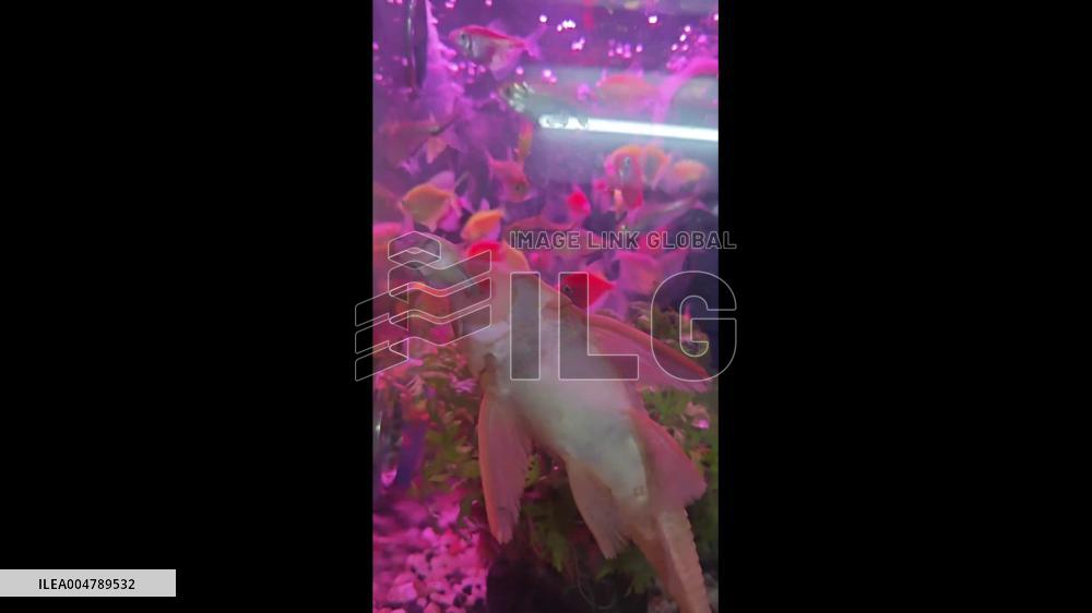 China: Larger Fish Caught on Video Nibbling Smaller One’s Tail in Guangdong