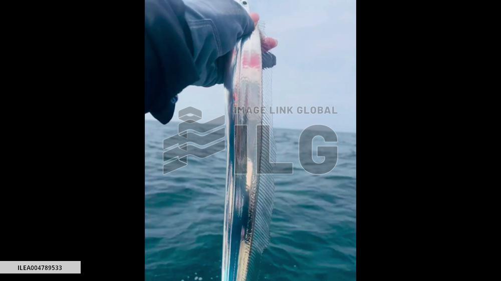 China: Shimmering Hairtail Caught in Tianjin Waters