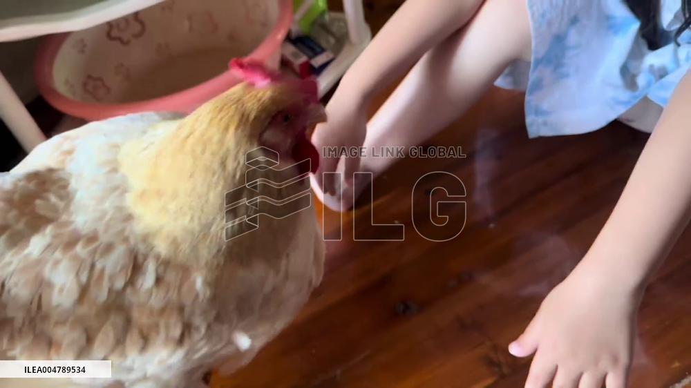 China: Video Captures Adorable Embrace Between Girl and Chickens