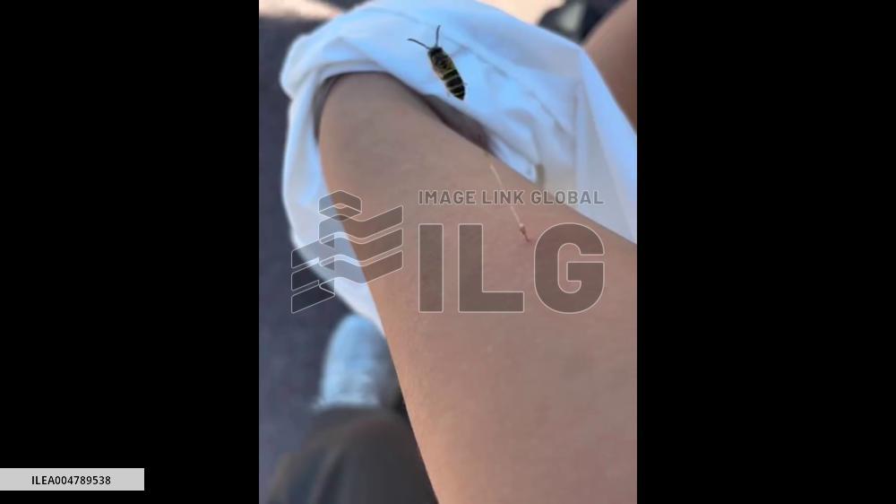 China: Bee Sting Incident Captured on Video in Guangdong