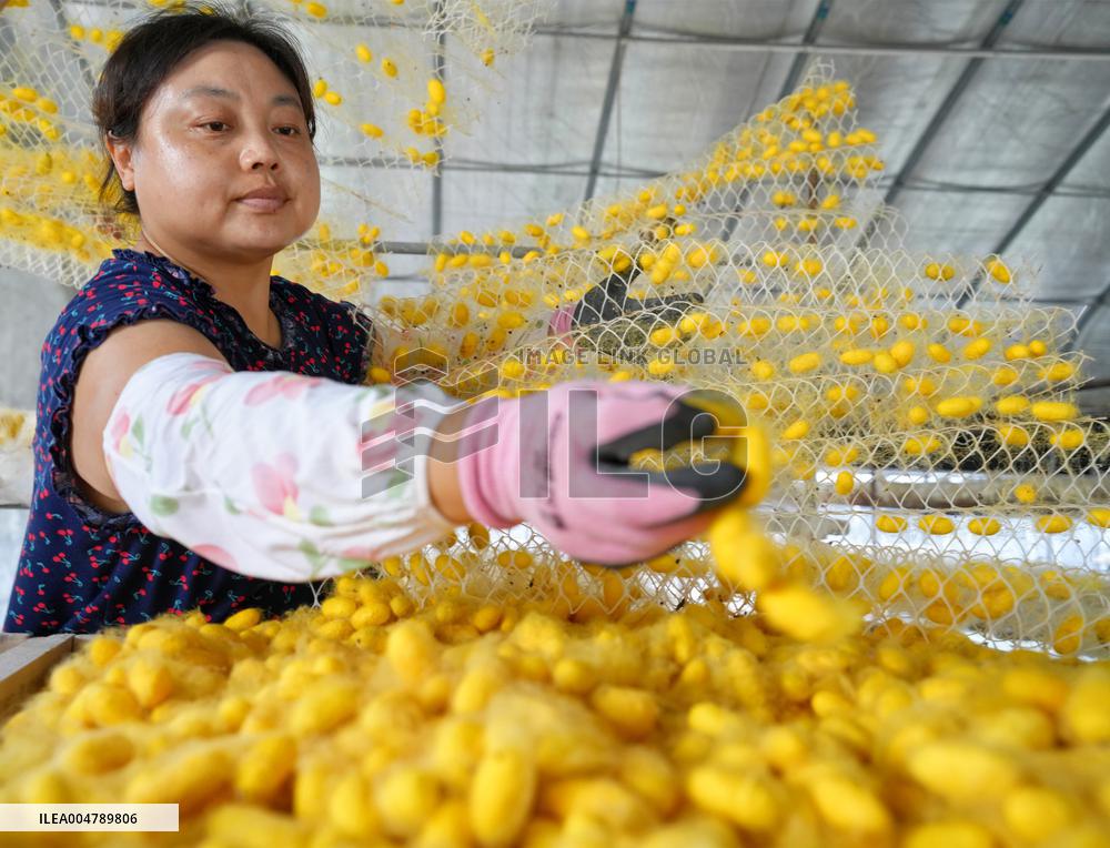 Silkworm Cocoons Harvest in Hai'an