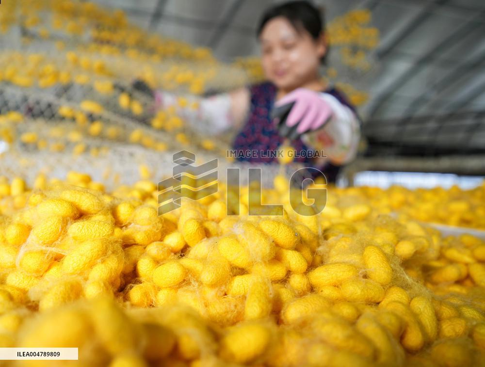 Silkworm Cocoons Harvest in Hai'an