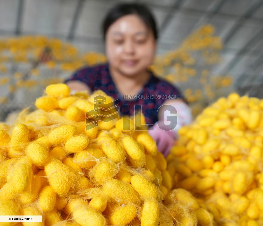 Silkworm Cocoons Harvest in Hai'an