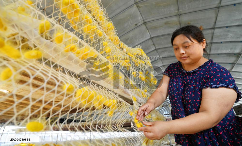 Silkworm Cocoons Harvest in Hai'an