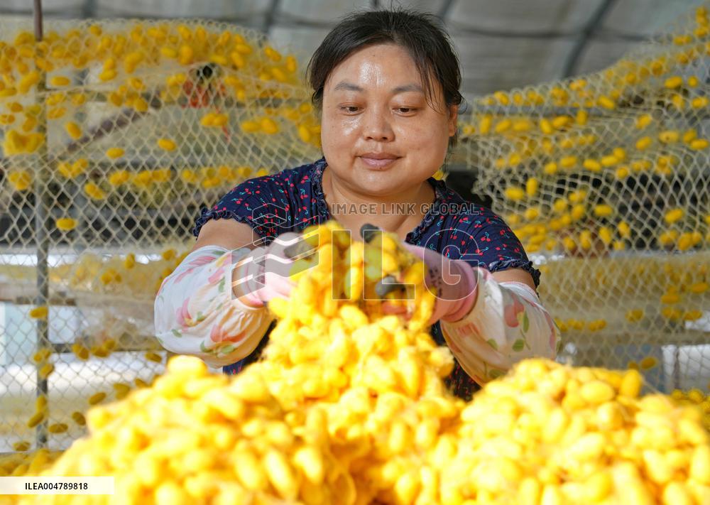 Silkworm Cocoons Harvest in Hai'an