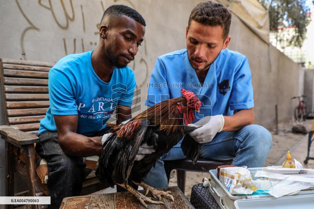 Volunteer Veterinarians Treat Animals in The Gaza Strip