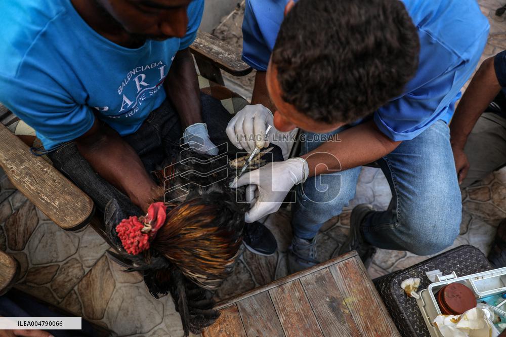 Volunteer Veterinarians Treat Animals in The Gaza Strip