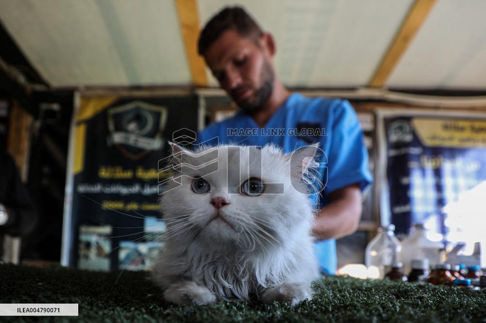 Volunteer Veterinarians Treat Animals in The Gaza Strip