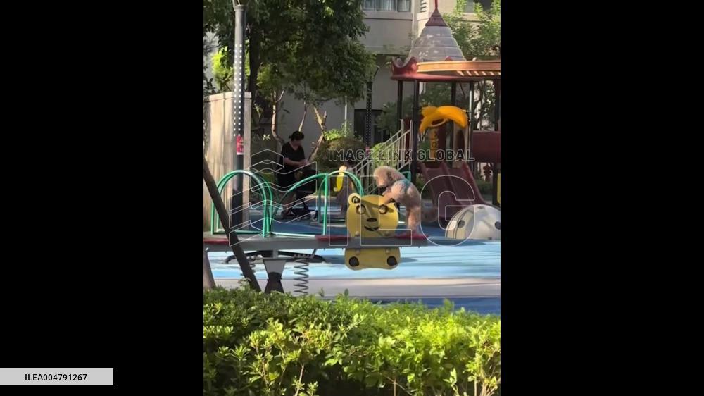 China: Child and Dog Share Adorable Seesaw Moment in Quanzhou