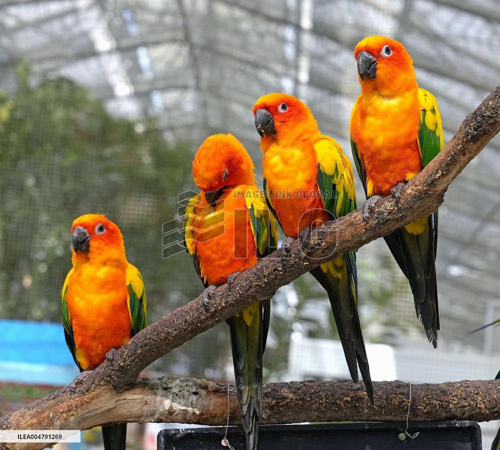 Sun conures
