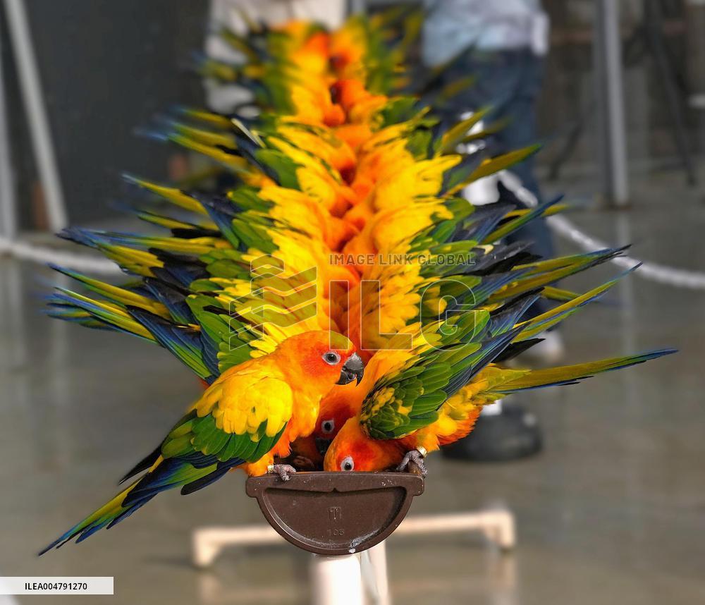 Sun conures
