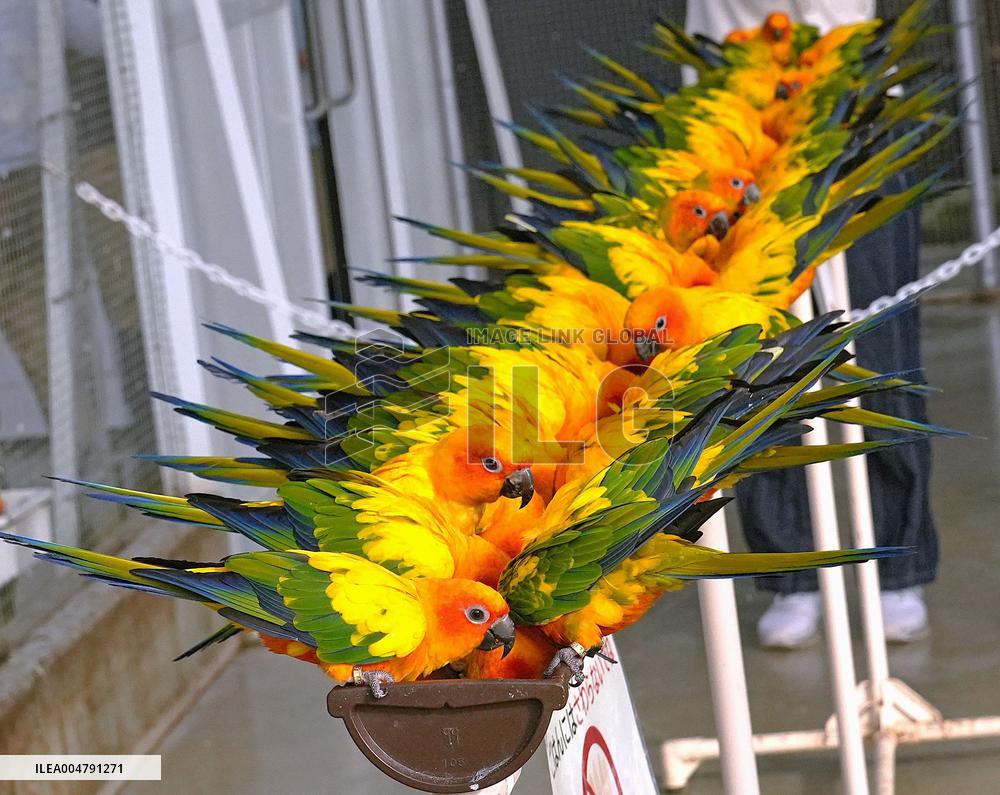Sun conures