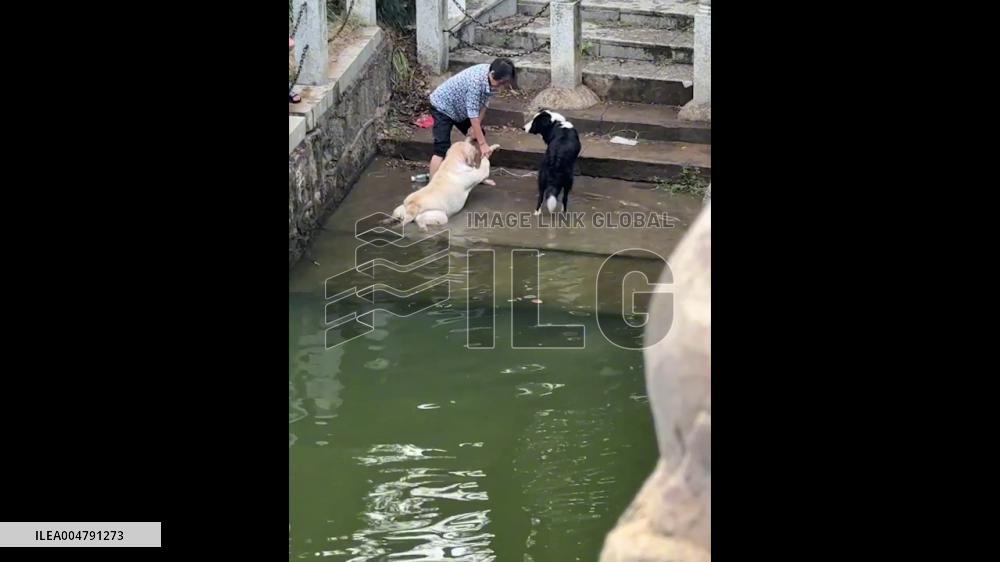 China: Playful Dog Refuses to Leave Water in Hengyang