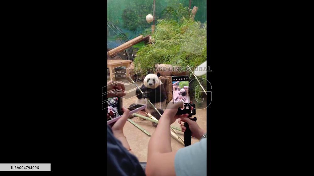 China: Panda Xiangguo Poses for Tourists in Jilin