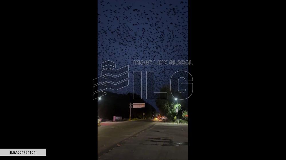 China: Flock of Crows Creates Eerie Movie-Like Scene in Zhangjiakou