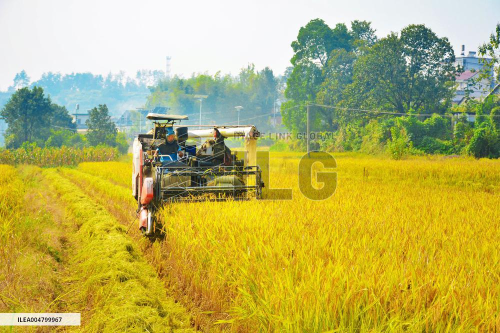 Rice Harvest in Anqing