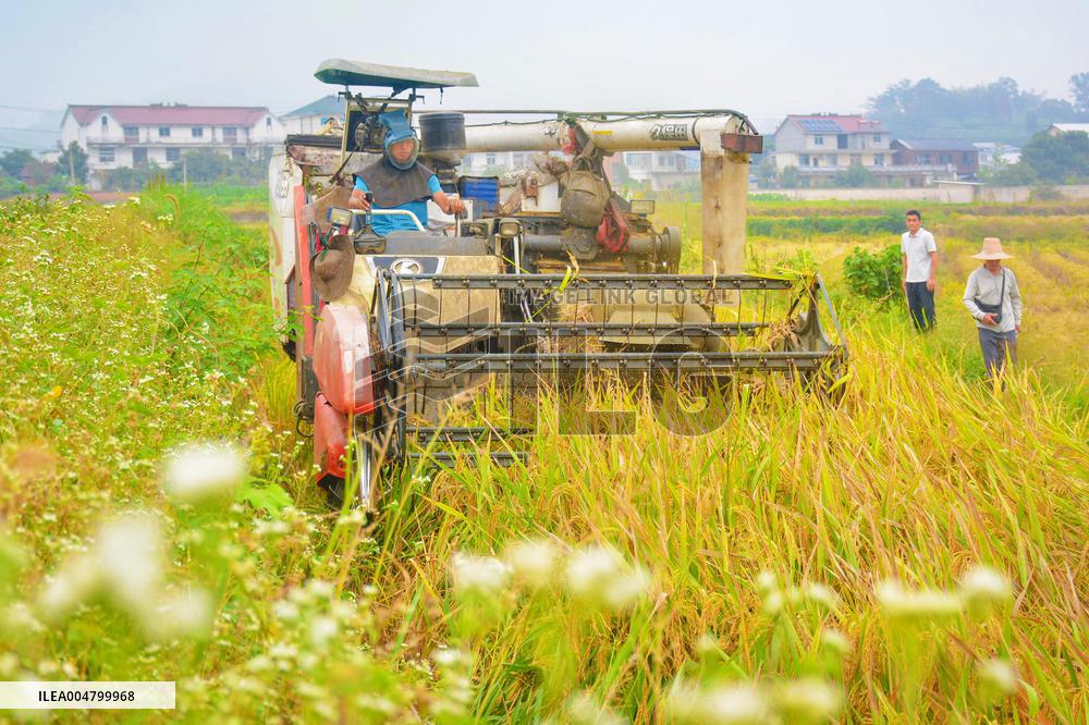 Rice Harvest in Anqing