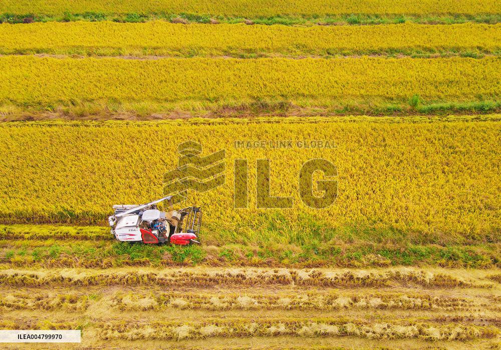 Rice Harvest in Anqing