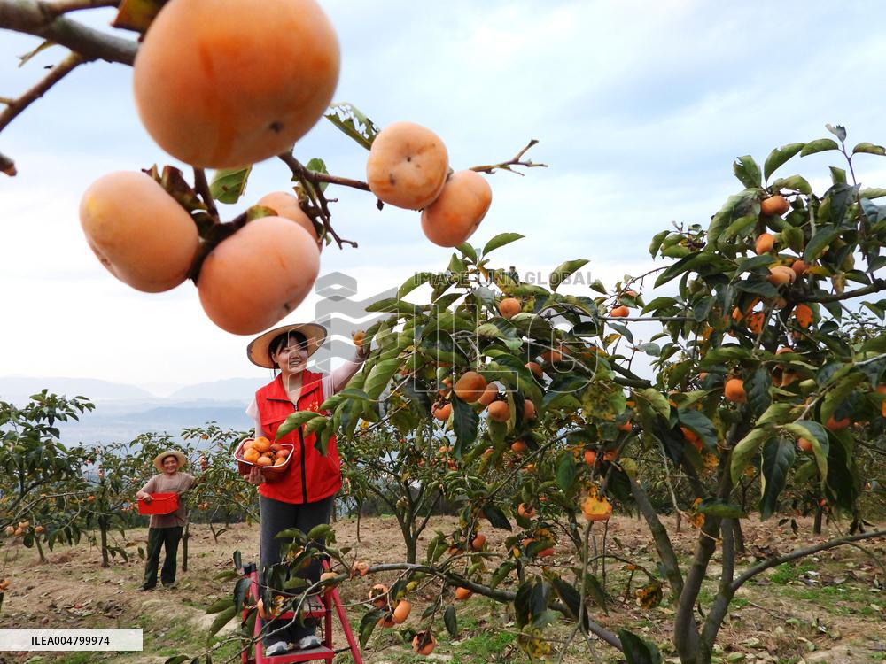 Autumn Harvest - China