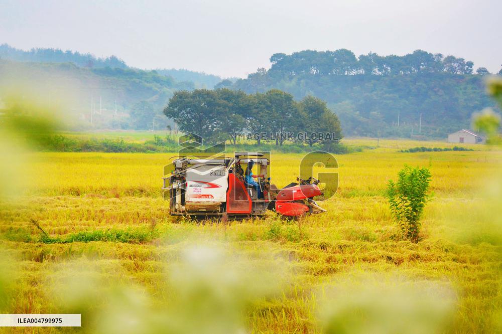 Rice Harvest in Anqing