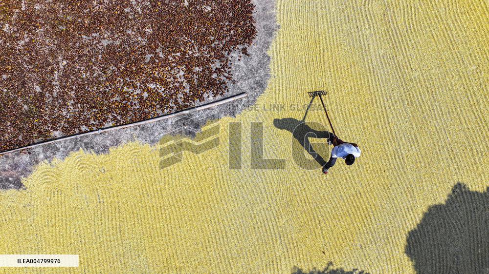 Autumn Harvest - China