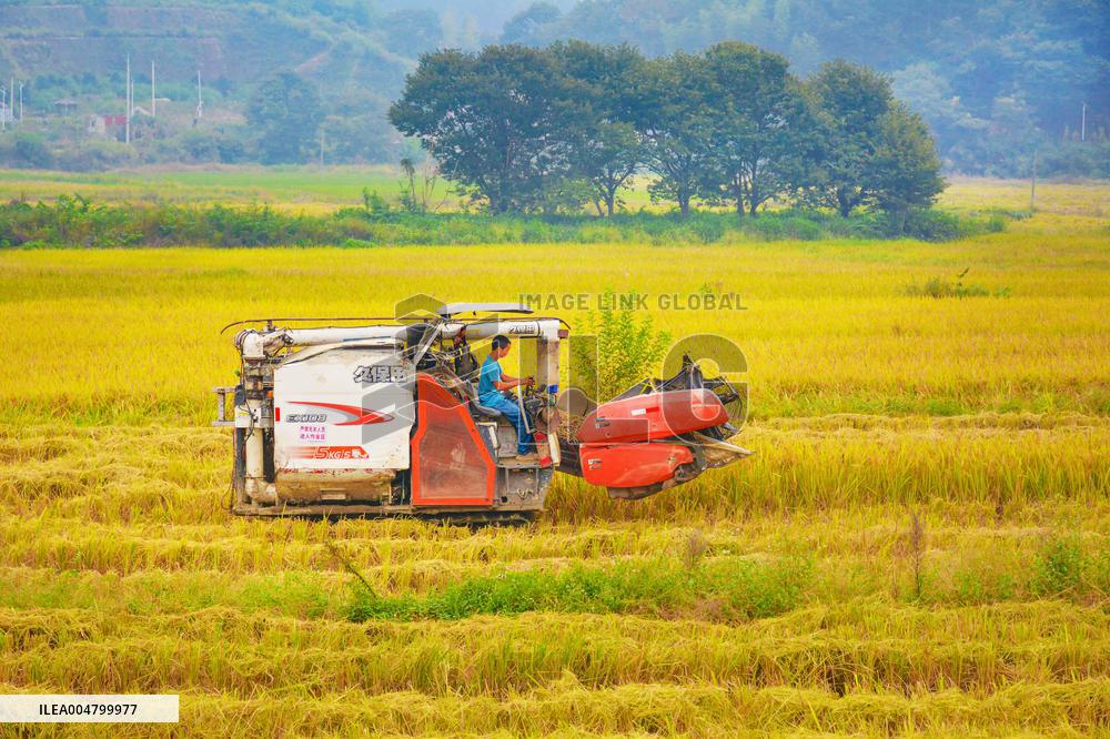 Rice Harvest in Anqing