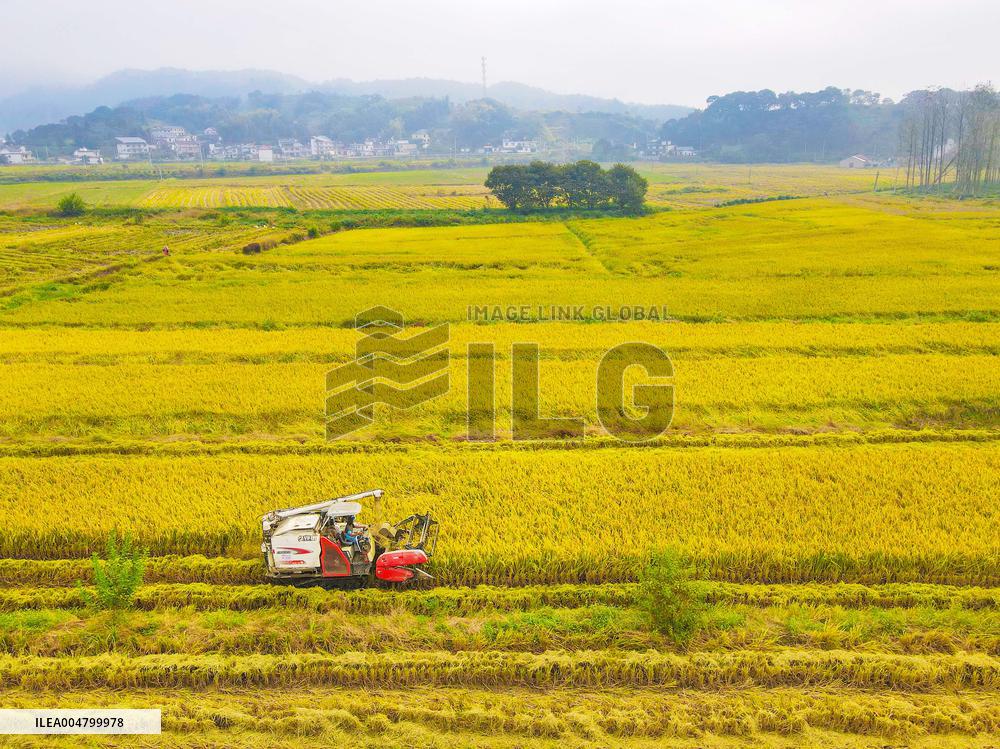 Rice Harvest in Anqing