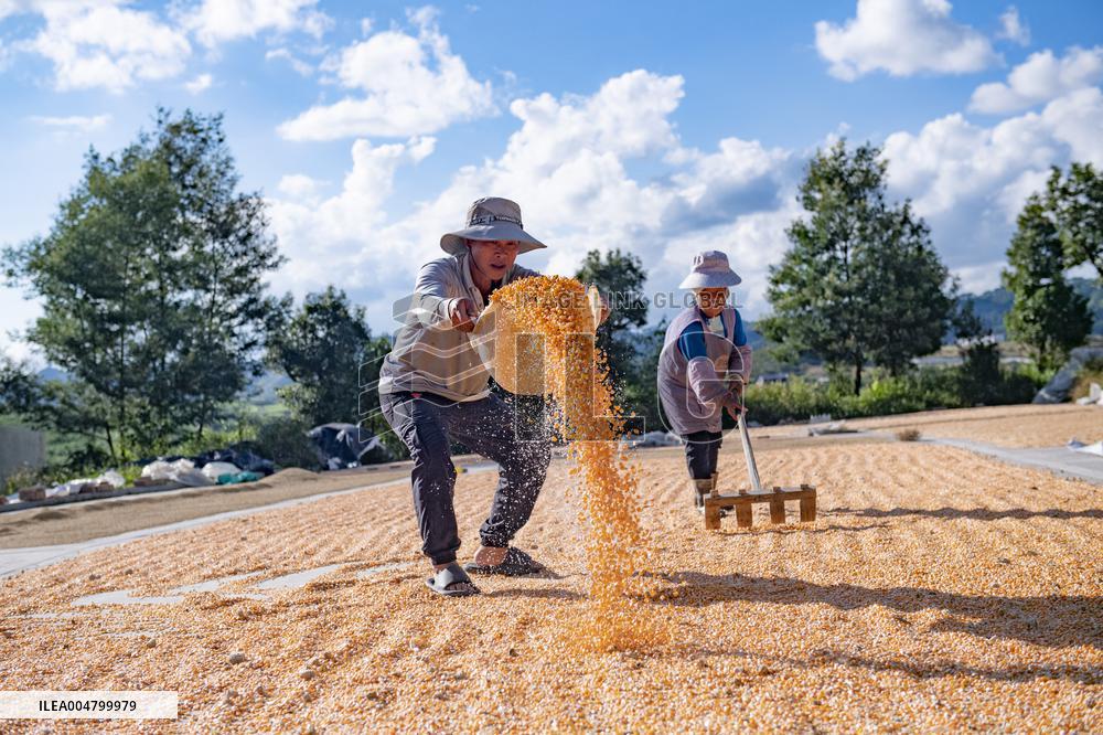 Autumn Harvest - China