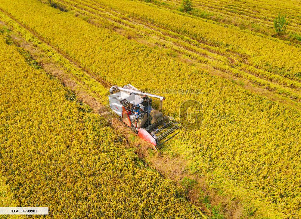 Rice Harvest in Anqing