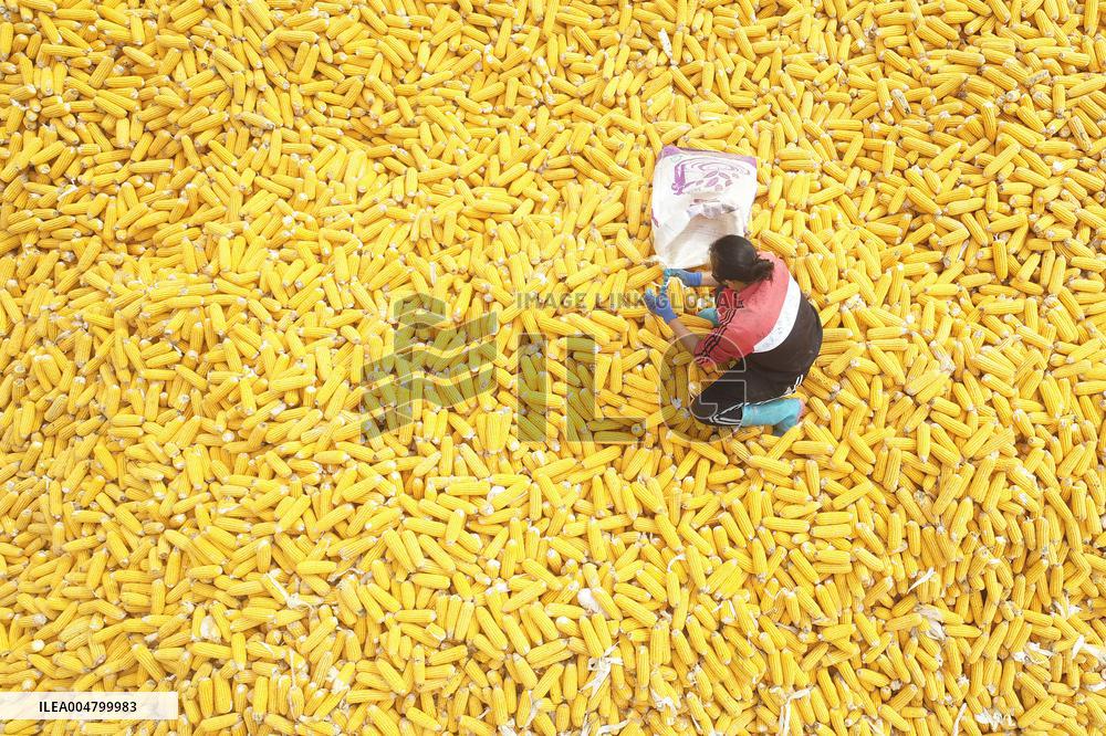 Autumn Harvest - China