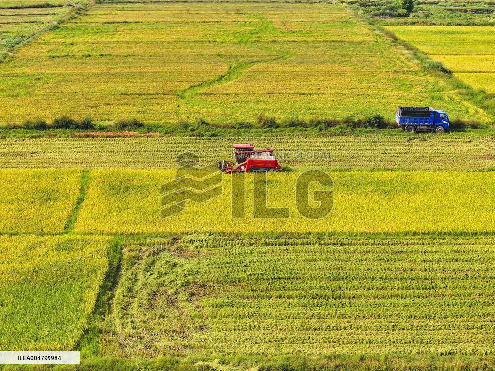 Autumn Harvest - China