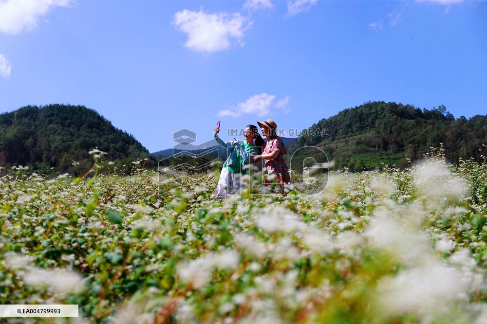 Autumn Scenery - China
