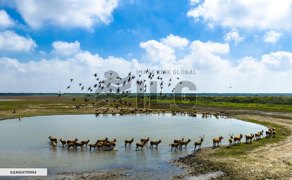 Autumn Scenery - China