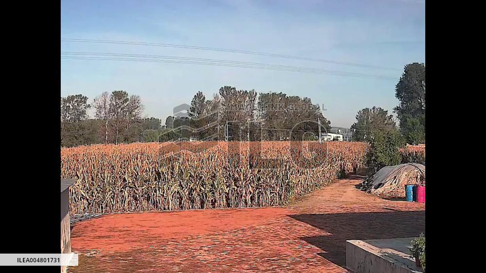 China: Deer Leaps Over Villager’s Head in Stunning Cornfield Dash