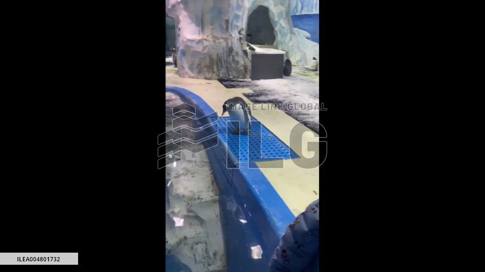 China: Penguin’s Lightning-Fast Dive Amazes Viewers in Jiangsu Zoo