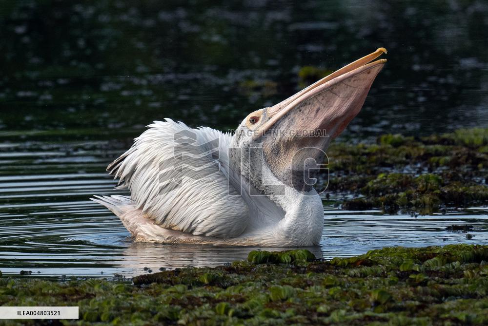 Wetland Park in Kotte - Sri Lanka