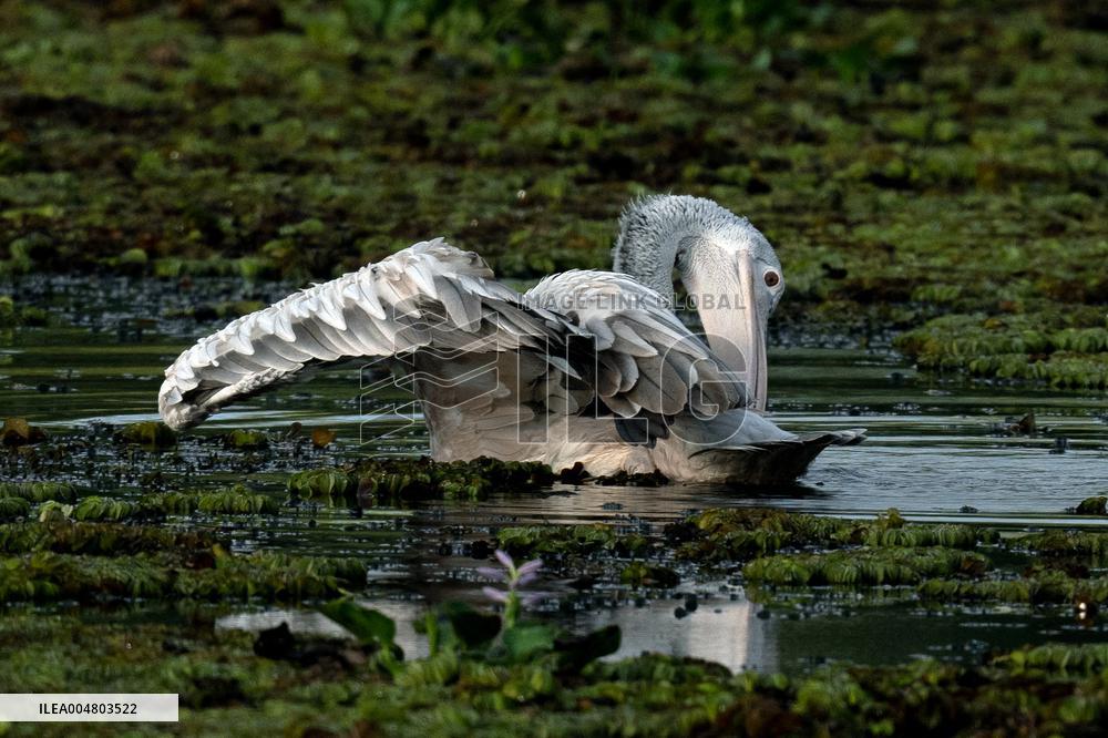 Wetland Park in Kotte - Sri Lanka