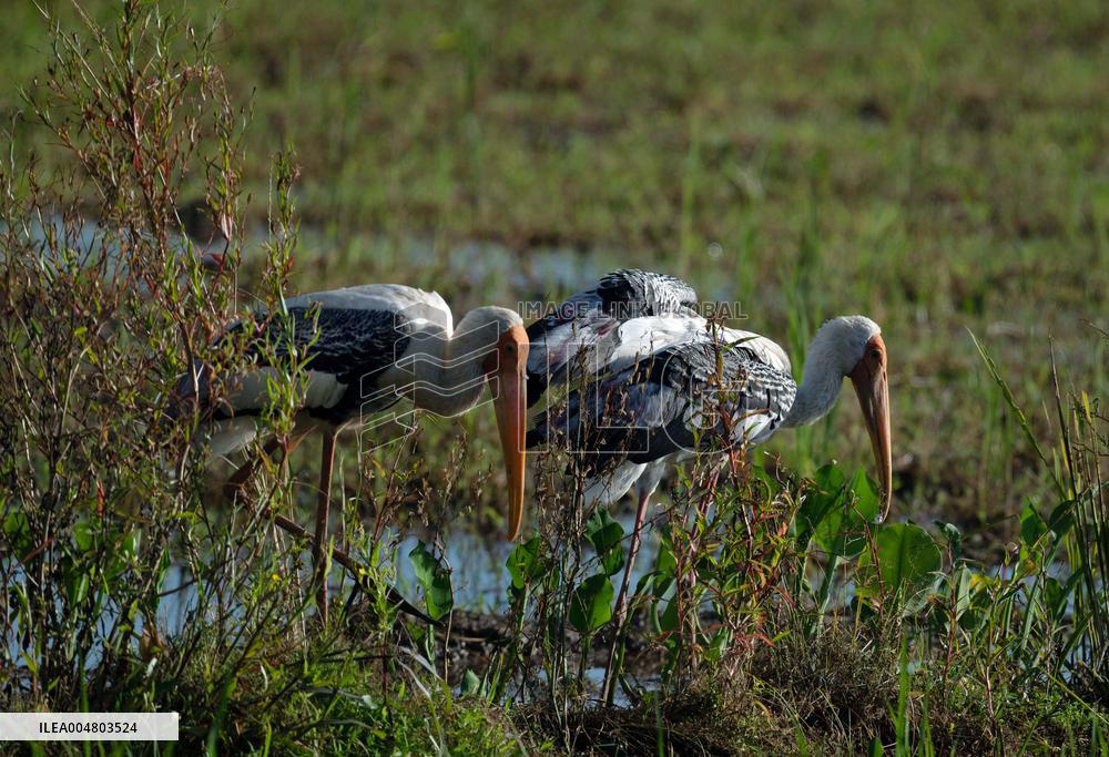 Wetland Park in Kotte - Sri Lanka