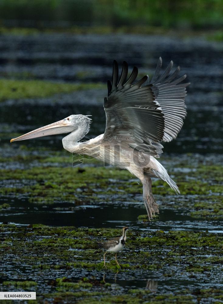 Wetland Park in Kotte - Sri Lanka