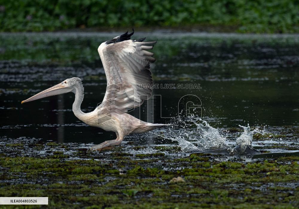 Wetland Park in Kotte - Sri Lanka