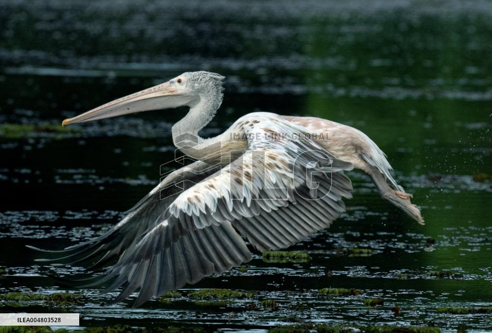 Wetland Park in Kotte - Sri Lanka
