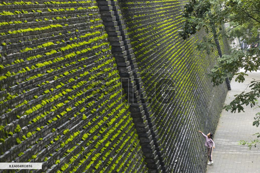 Plants Have Covered the City Walls with A Green Coat - China