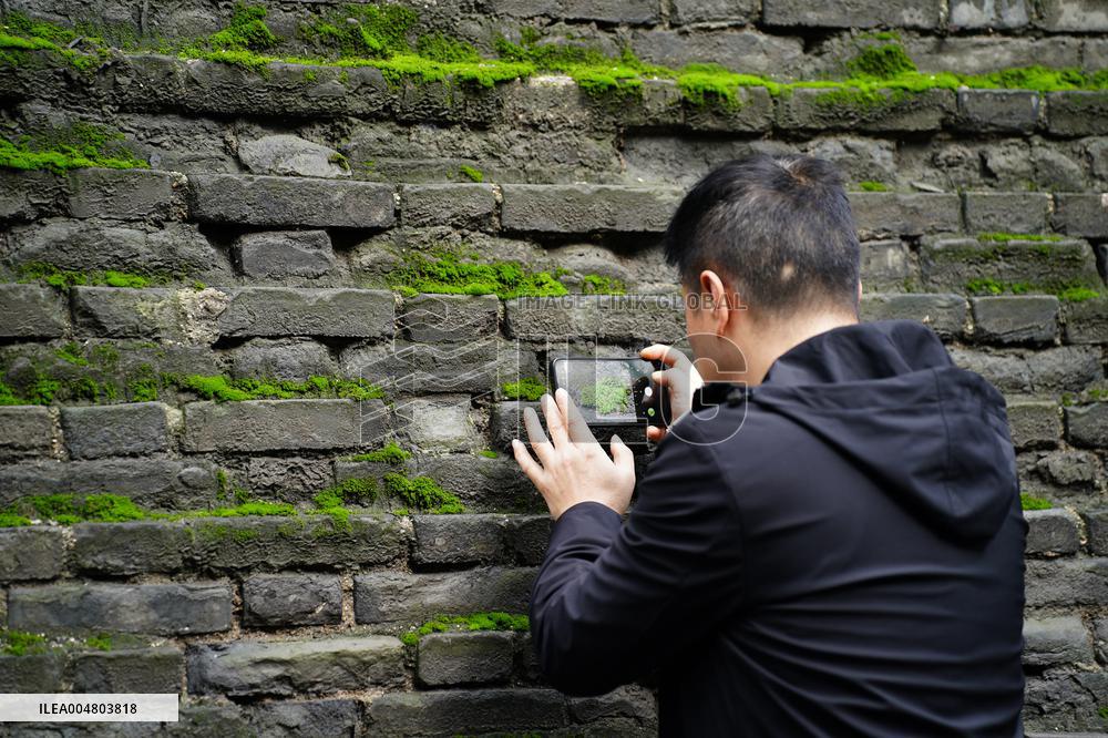 Plants Have Covered the City Walls with A Green Coat - China