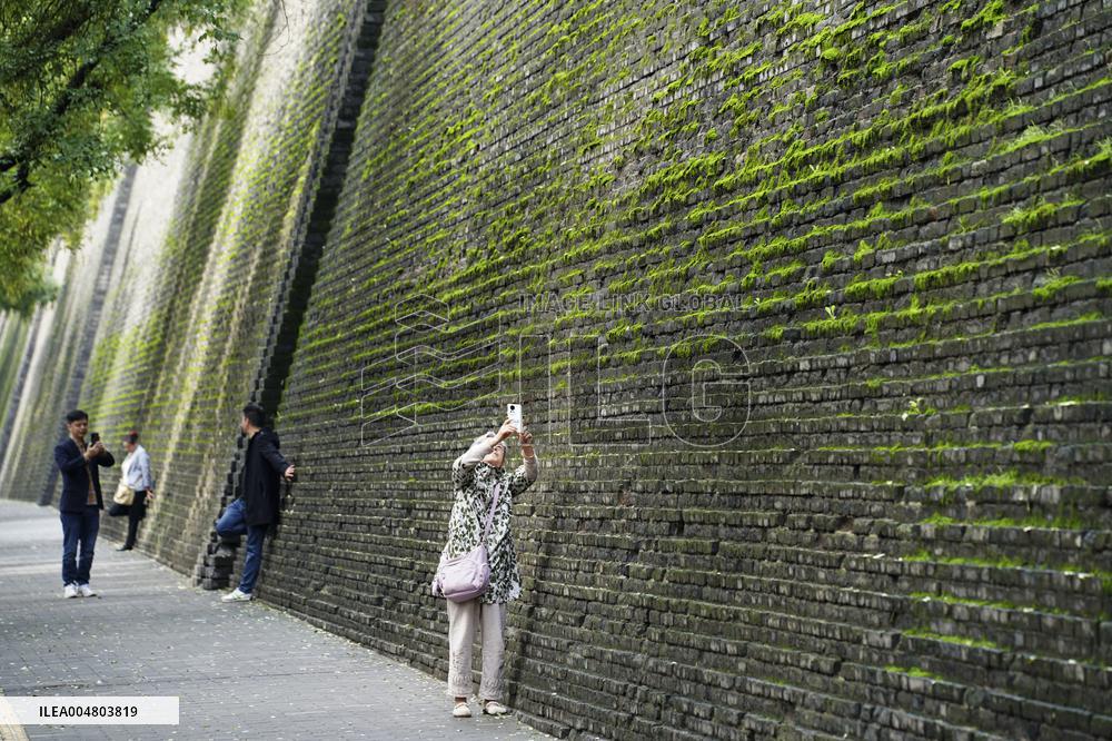 Plants Have Covered the City Walls with A Green Coat - China