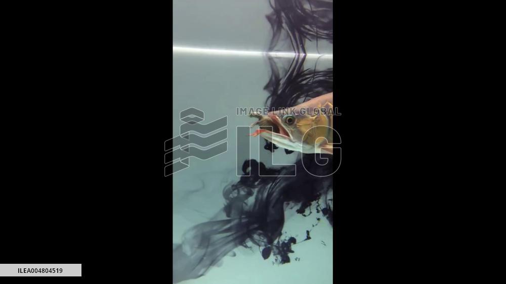 China: Arowana Caught Swimming With Turtle in Its Mouth in Tai’an