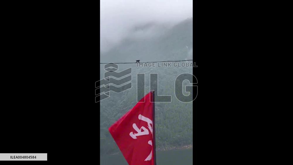 China: Monkeys Walk on Electric Wires with Impressive Balance in Yichang